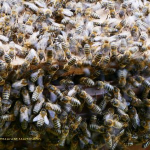 Bienenschwarm 3/3