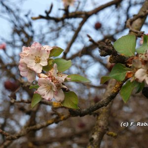 Oktoberblüte