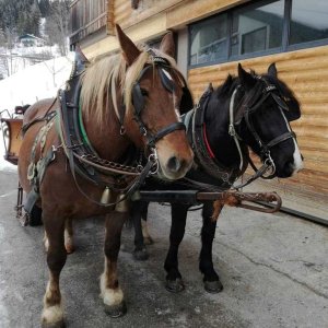 Pferdeschlitten in Mühlbach am Hochkönig