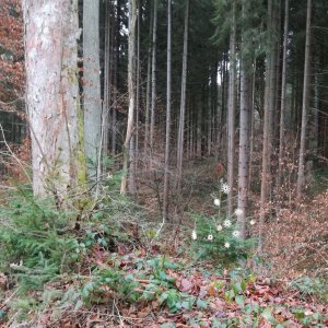 Mitten im Wald