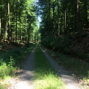 Wanderweg im Spessart