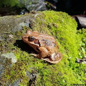 Grasfrosch - Rana temporaria