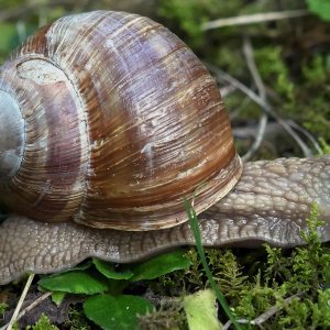 Weinbergschnecke