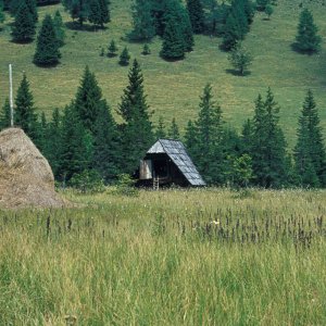 Moor auf der Teichalm