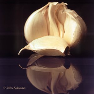 Knoblauch