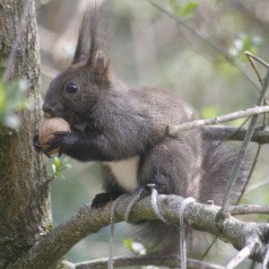 Eichhörnchen