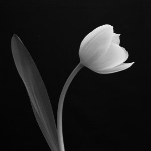 Weiße Tulpe