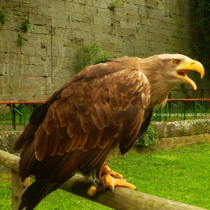 Flugvorführungen der Falknerei Hohenbeilstein.