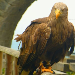 Flugvorführungen der Falknerei Hohenbeilstein.