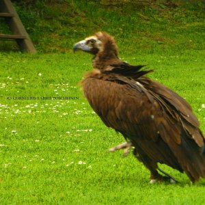 Mönchsgeier Hochus der Falknerei Hohenbeilstein.