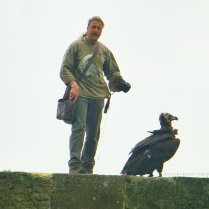 Mönchsgeier Hochus der Falknerei Hohenbeilstein.