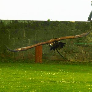 Mönchsgeier Hochus der Falknerei Hohenbeilstein.