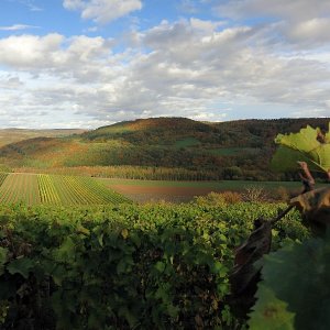 Weinberg bei Fellerich