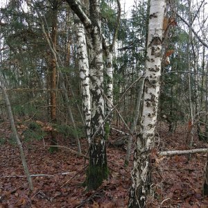 Im Birkenwald