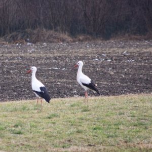 Störche im Winter