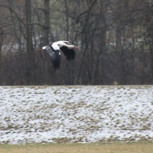 Störche im Winter