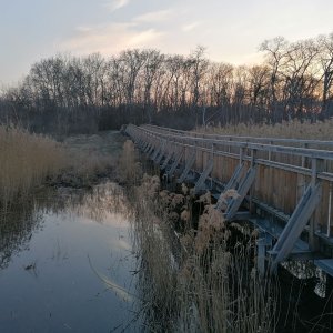 Nationalpark Donauauen, Lobau