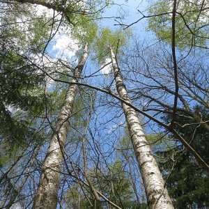 Birkenwald im April