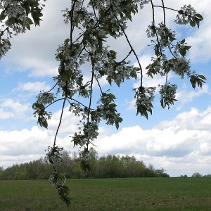 Wildkirschenblüte