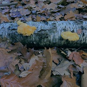 Birken im Herbst