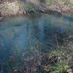 Der letzte Frost im Albachtal