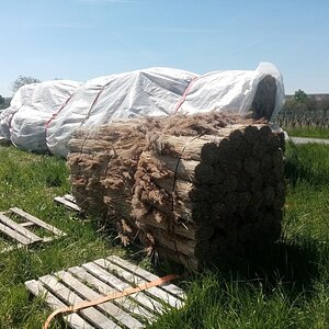 Schilfrohr Gewinnung und Konfektionierung in Mörbisch am Neusiedlersee