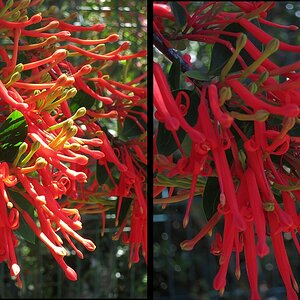 Blüten des Roten Feuerbuschs