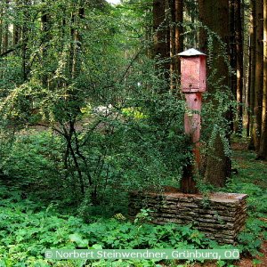 Rote Säule im Hausruckwald (4)