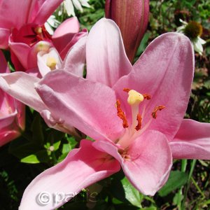 Lilien