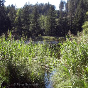 Seerosenweiher