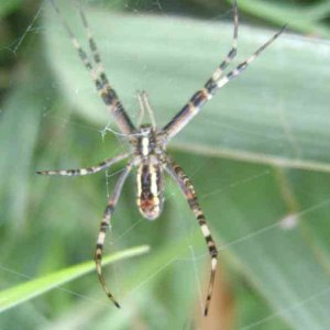 Männliche Wespen- oder auch Zebraspinne