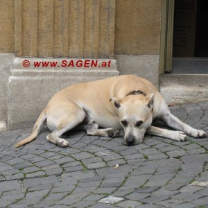 Hund in der Stadt