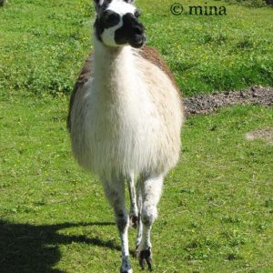 lama in den alpen