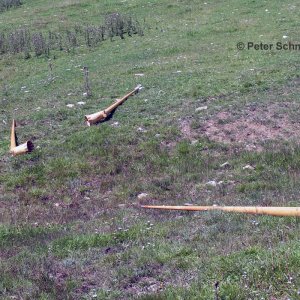 Alphorn