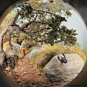 Naturparkhaus Texelgruppe Miniatur Wald