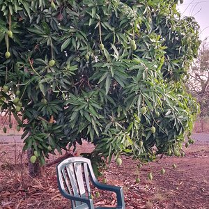 Medium 'Monobloc unter dem Mangobaum' in der Kategorie 'Wohnen, Wohnkultur'