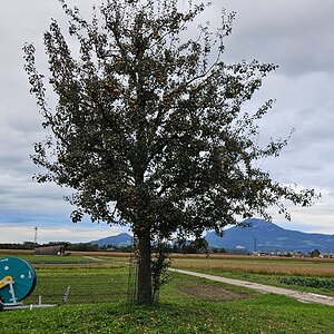 Der Birnbaum auf dem Walserfeld