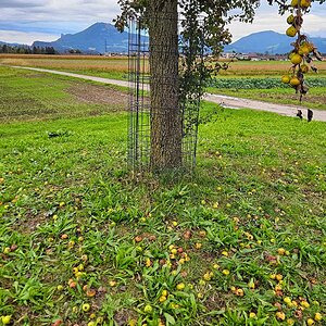 Birnen am Birnbaum auf dem Walserfeld