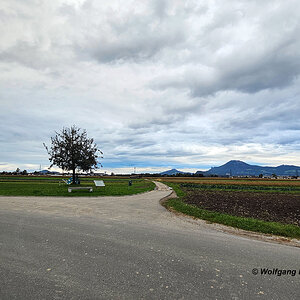 Der Birnbaum auf dem Walserfeld