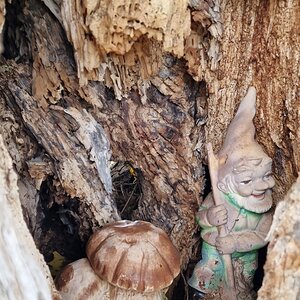 Gartenzwerg in einem Baum in Siegenfeld