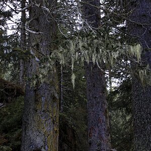 Medium 'Bartflechten' in der Kategorie 'Natur'