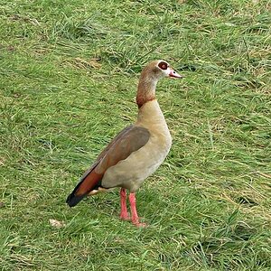 Nilgans am Saarufer