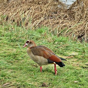 Nilgans am Saarufer