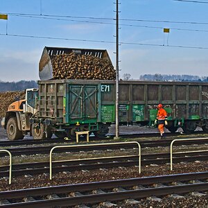 Rübenverladung