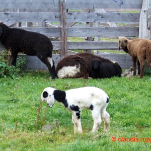 schafe bei der stubaier bsuchalm