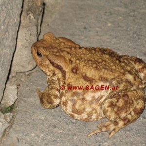 Erdkröte (bufo bufo)