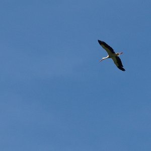 Gurgltaler Storch