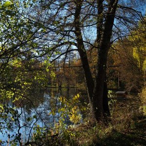 Krötenweiher Trams