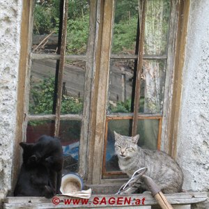 Fenster mit Hauskatzen, Südtirol