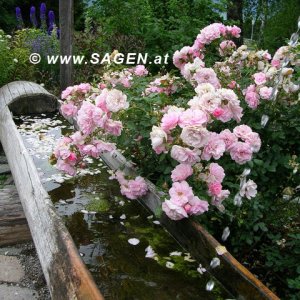 Dorfbrunnen in Reith bei Seefeld, Tirol